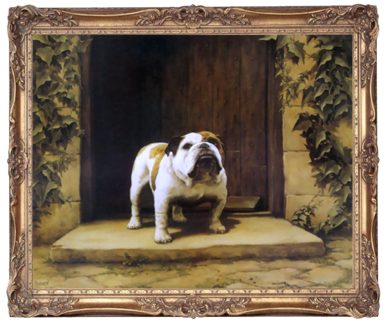 English Bulldog - Ready & Waiting