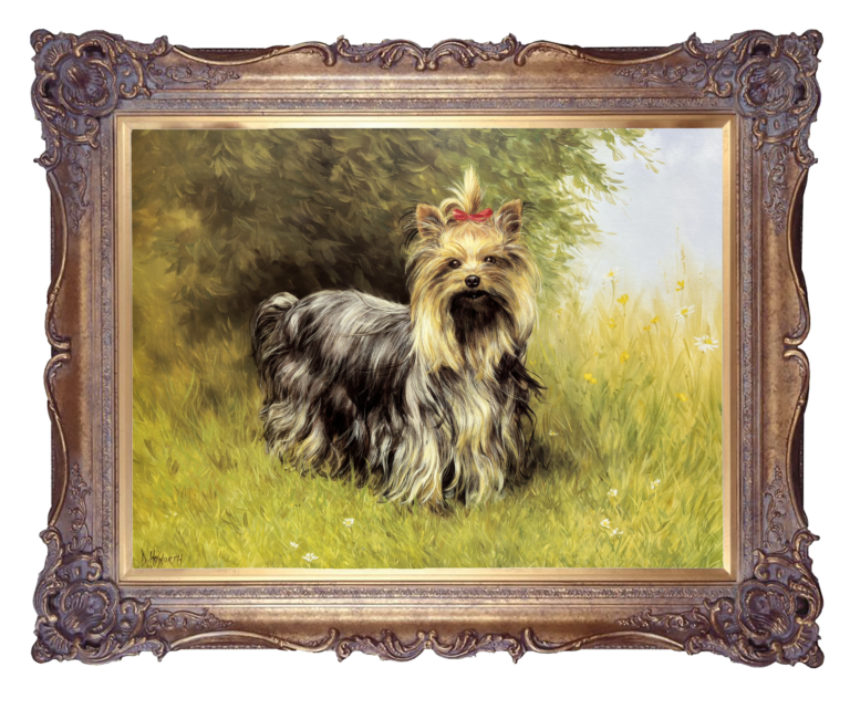 Yorkshire Terrier - Lady In Red